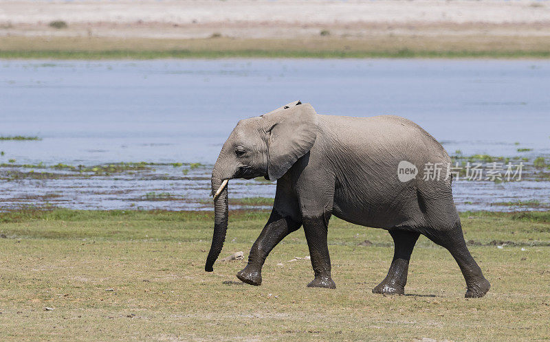 年轻的大象行走，loxodonta africana，肯尼亚